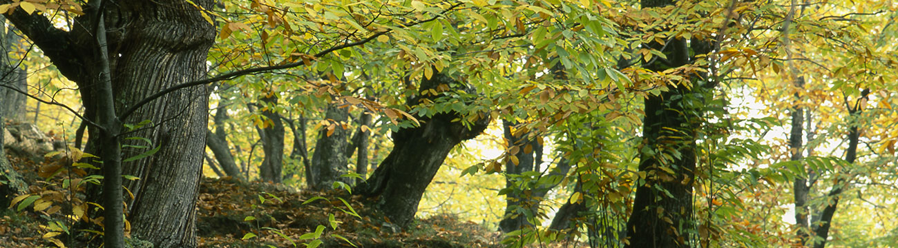 home header01